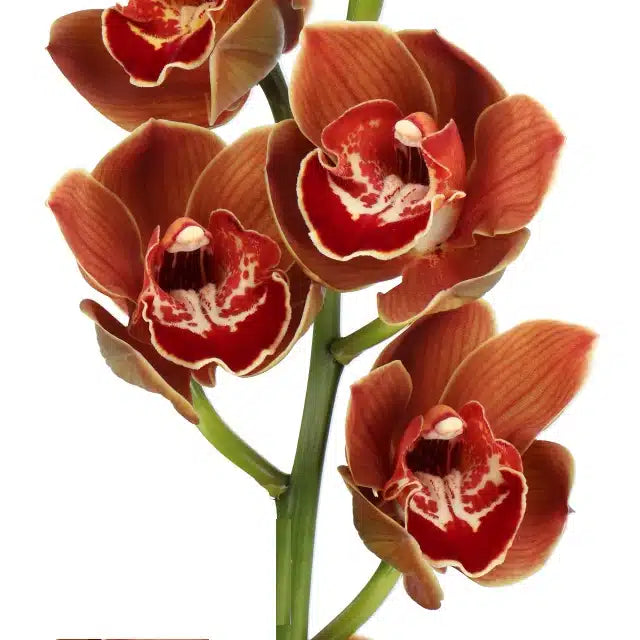Brown Cymbidium,10 Stems