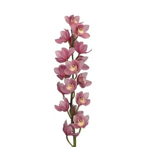 Pink Cymbidium, 10 stems