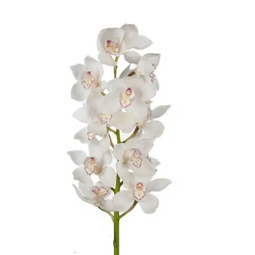 White Cymbidium, 10 stems