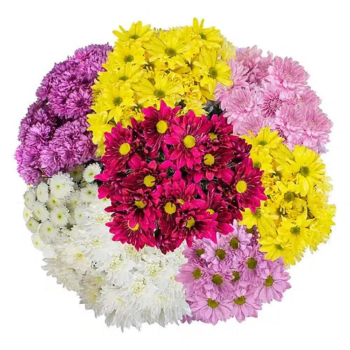 Daisy Poms Flower 84 stems