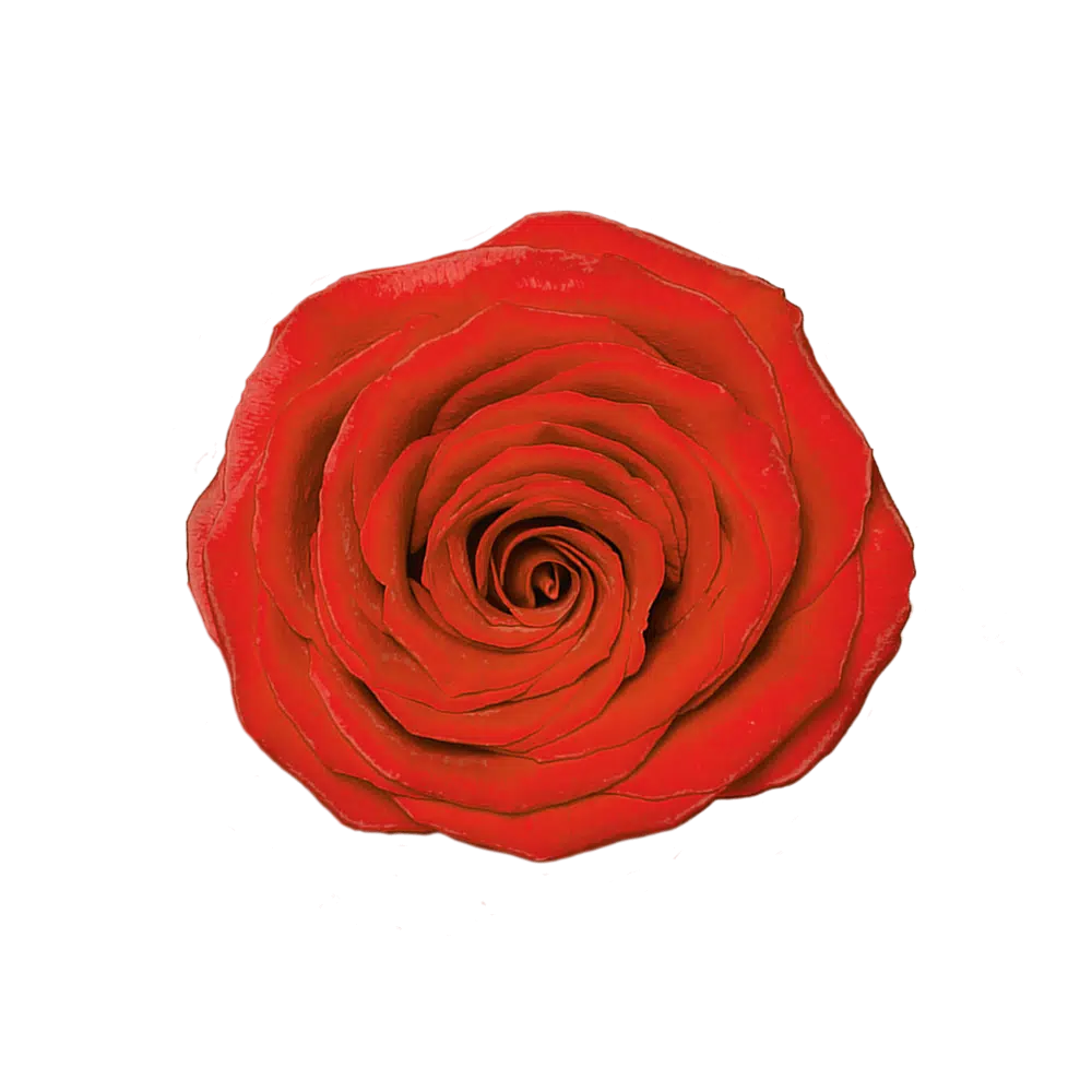 Dark Orange Roses, 100 stems