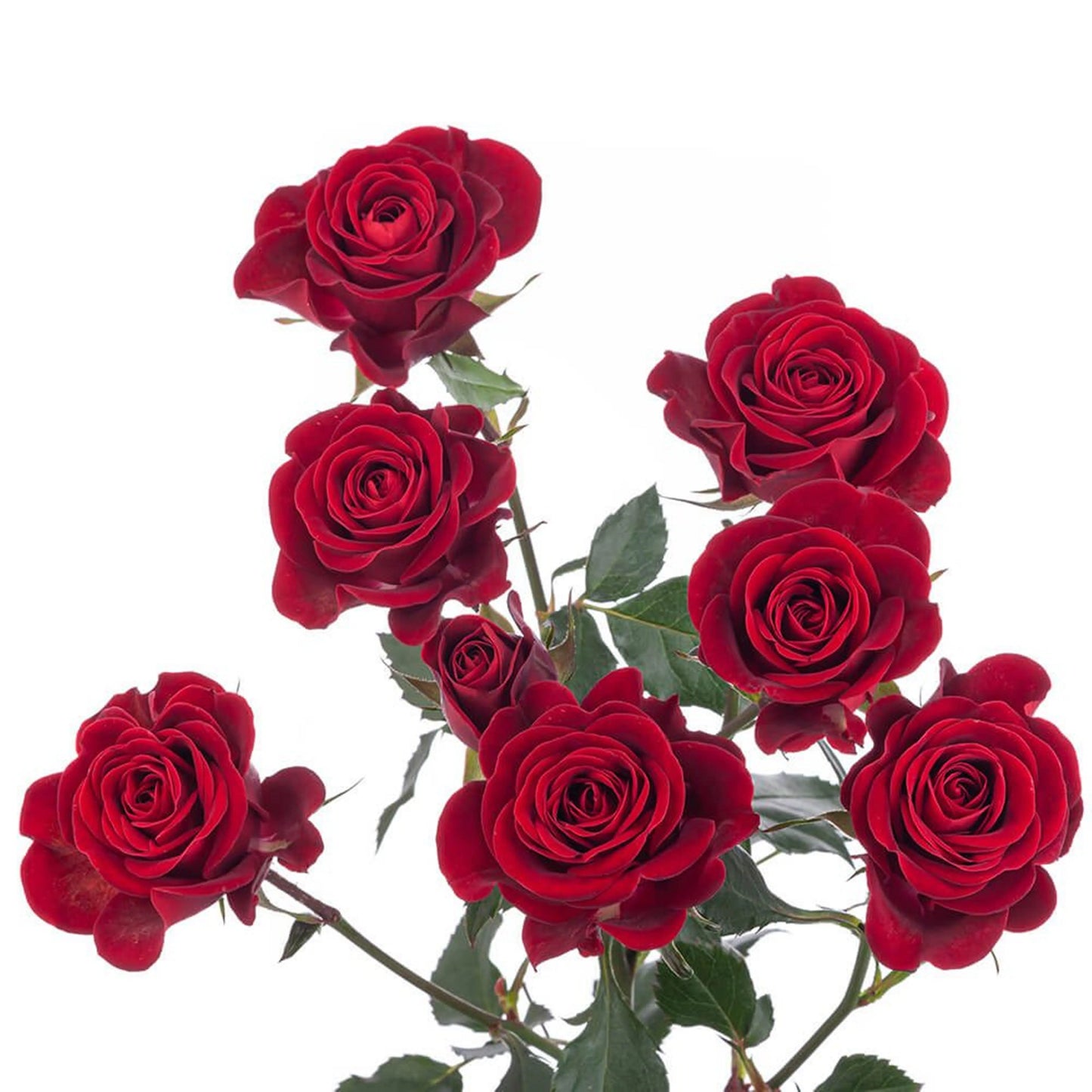 Dark Red Mini Spray Roses, 100 stems