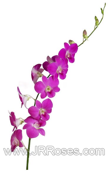 Pink Queen Dendrobium Orchid