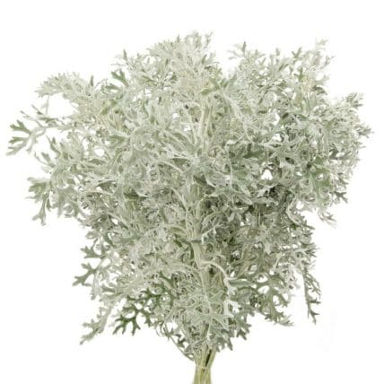 Dusty Miller Lace