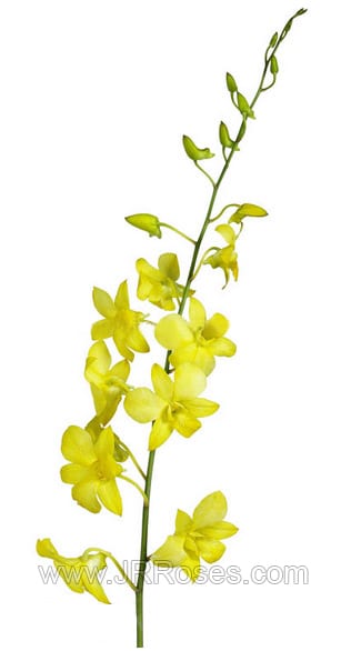 Yellow Dendrobium Orchids