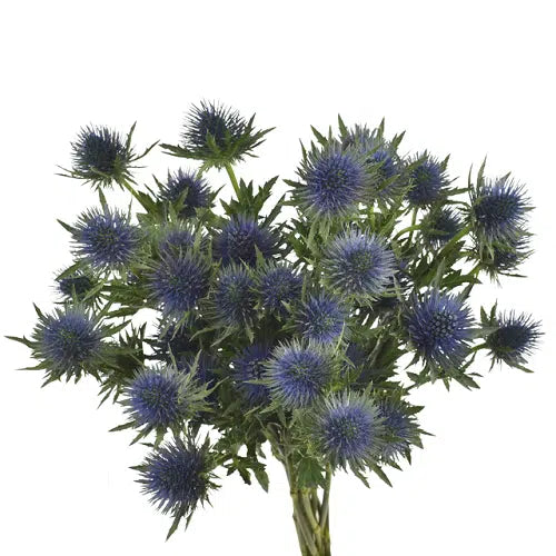 Eryngium Thistle 80 stems