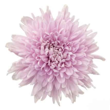 Football Mum Flowers 70 Stems