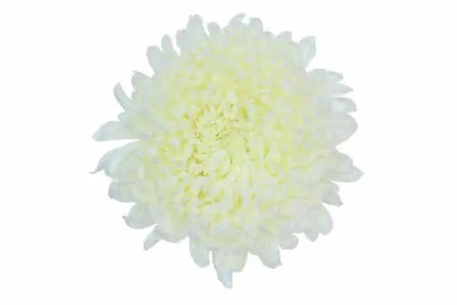 White Football Mums 70 stems