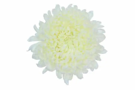 White Football Mums 70 stems