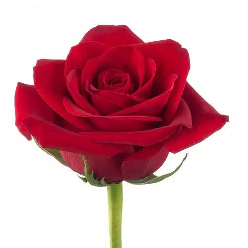 Red Roses, 1000 stems