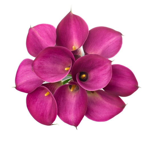 Fuchsia Hot Pink Mini Calla Lily