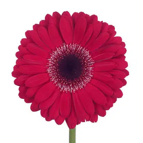 Burgundy Gerbera Daisy 80 Blooms
