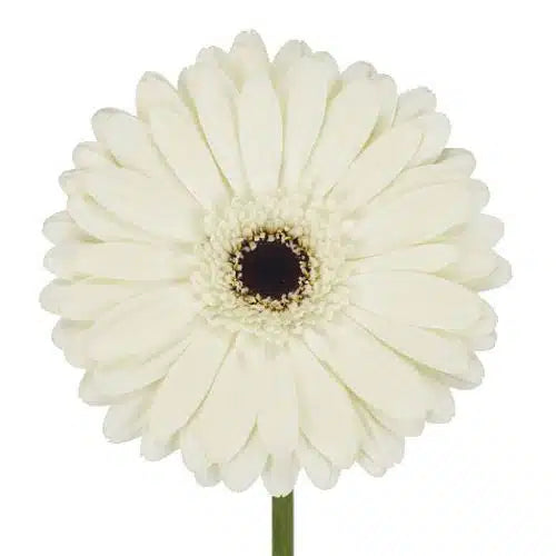 White Gerber Daisy with Black Center 80 Blooms