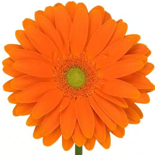 Orange Gerbera Daisy 80 Blooms