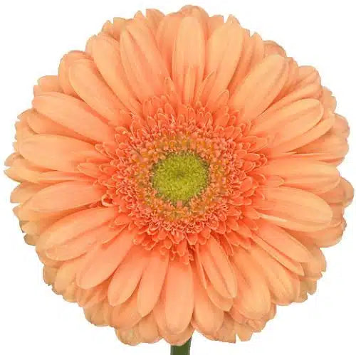 Peach Gerbera Daisy 80 Blooms