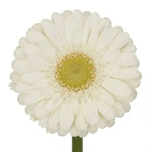 White Gerbera Daisy 80 Blooms