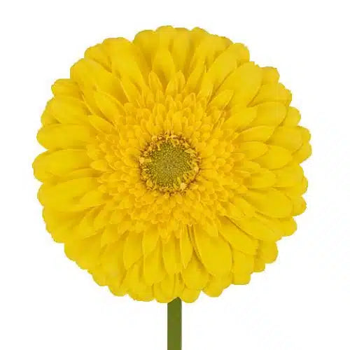 Yellow Gerbera Daisy 80 Blooms
