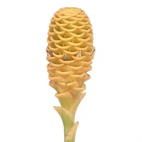 Yellow Shampoo Ginger 20 stems