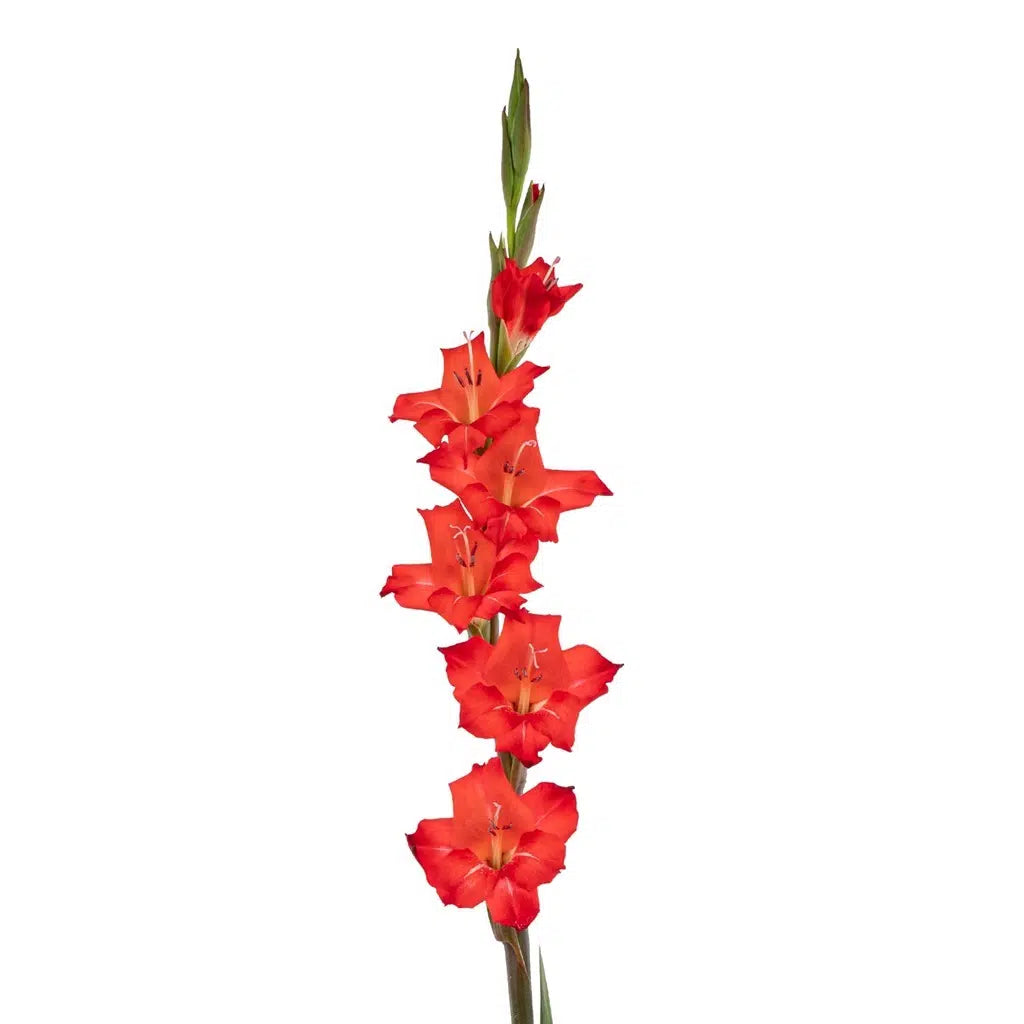 Gladiolus Flower 120 stems