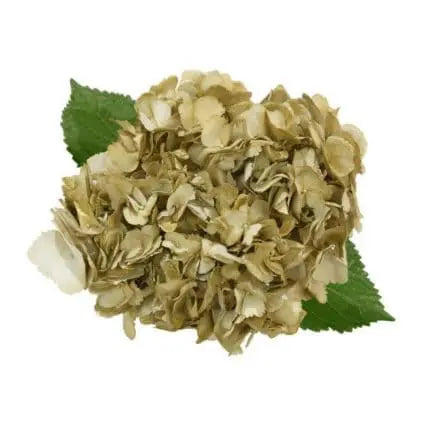 Gold Tinted Hydrangea 30 stems