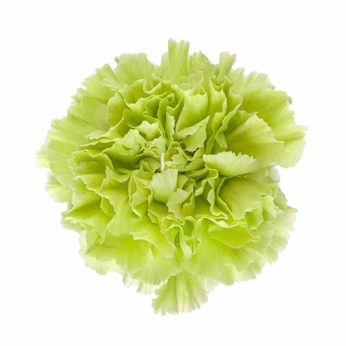 Light Green Carnation Flowers