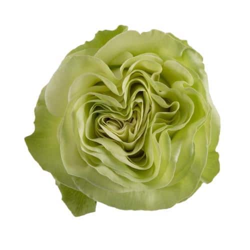 Green Garden Roses 36 Stems