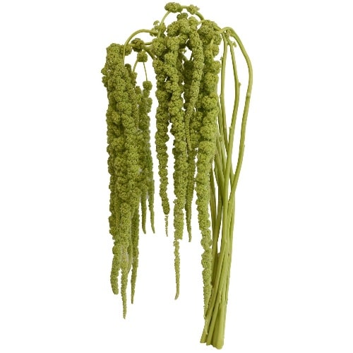 Green Hanging Amaranthus