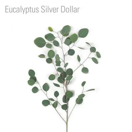 Silver Dollar Eucalyptus 10 bunch