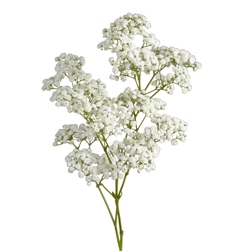 Babys Breath Flower