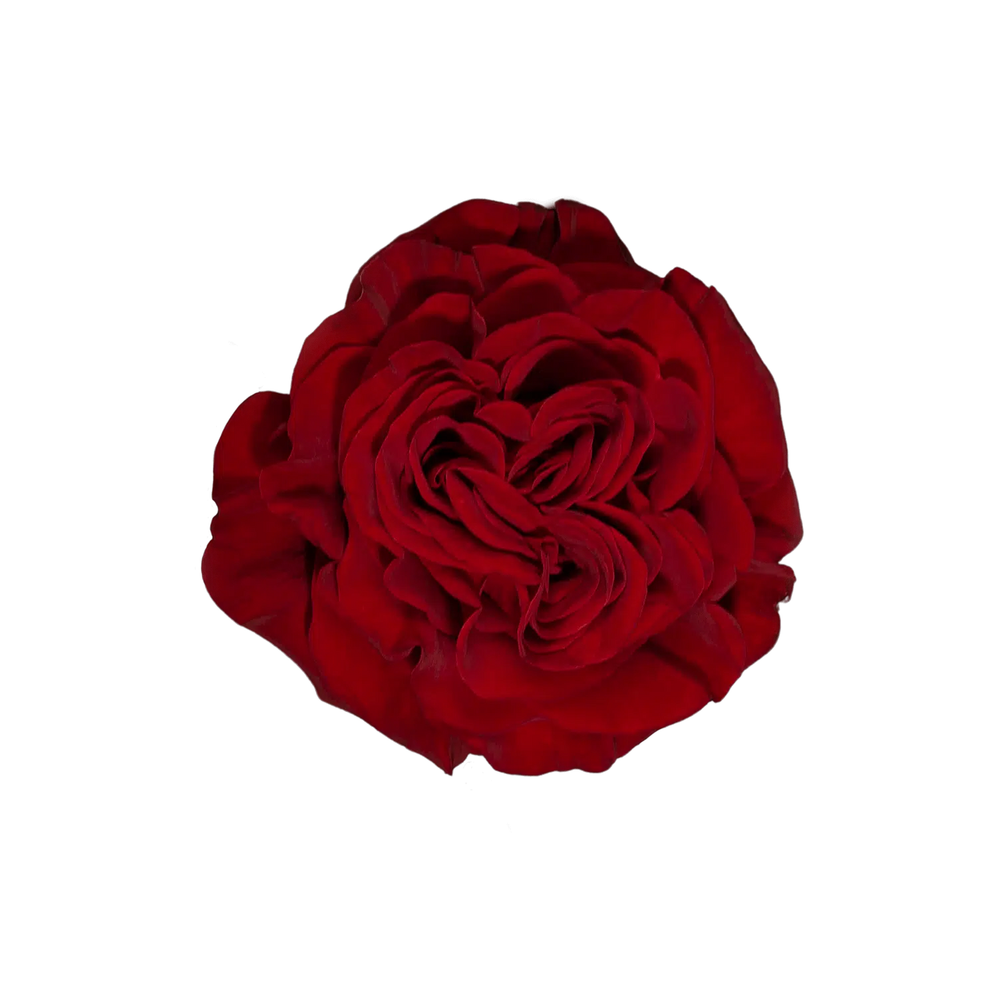 Hearts Red Garden Roses, 100 Stems