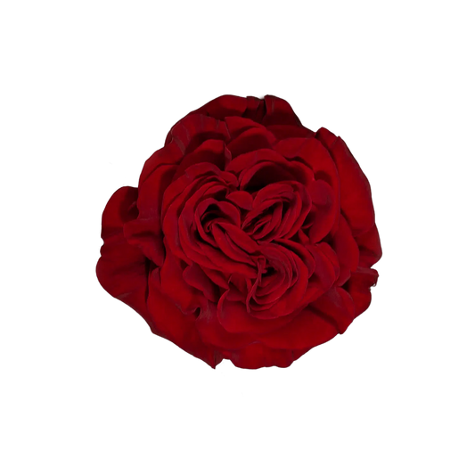 Hearts Red Garden Roses, 100 Stems