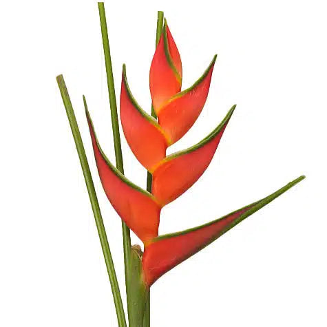 Heliconia, 10 stems