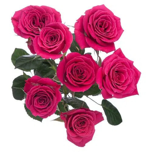 Hot Pink Mini Spray Roses, 100 stems
