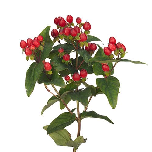 Red Hypericum Berries