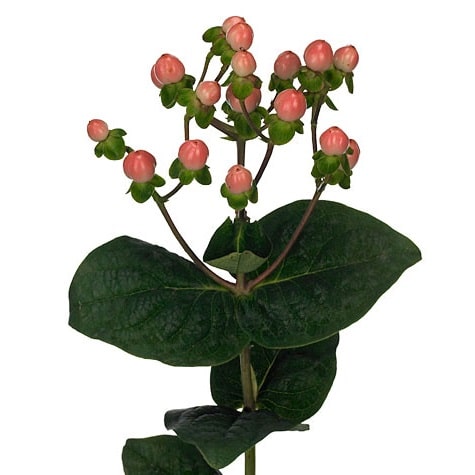 Pink Hypericum Berries
