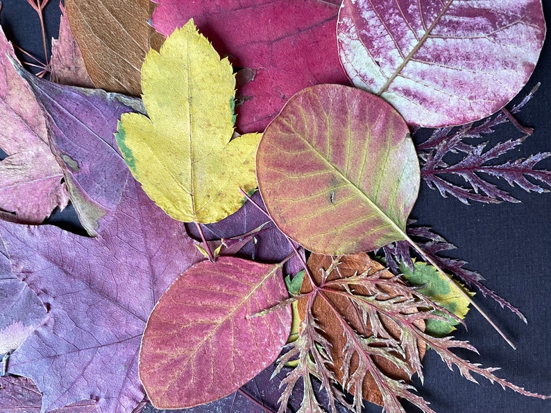 30+ dried, pressed autumn leaves perfect for wedding decor, crafting, wreath making