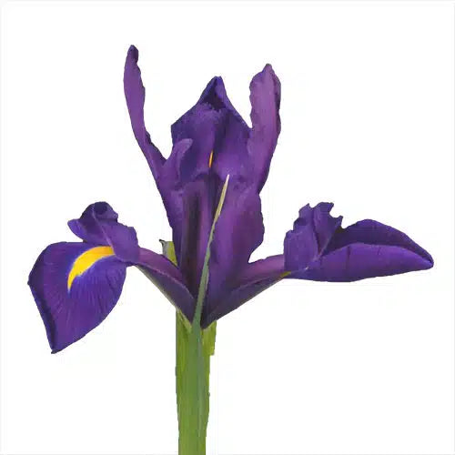 Purple Iris Flower