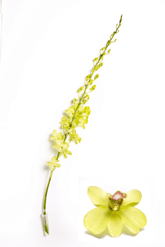 Green Jade Dendrobium Orchid