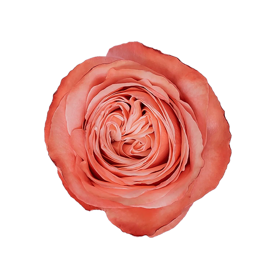 Kahala Garden Roses, 100 stems