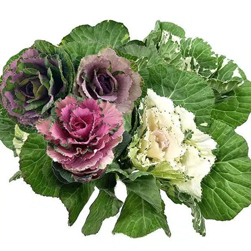Ornamental Cabbage Kale, 50 stems