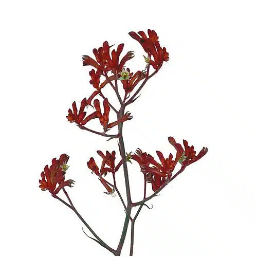 Kangaroo Paw Flower 120 stems
