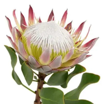 King Protea Flower 10 stems