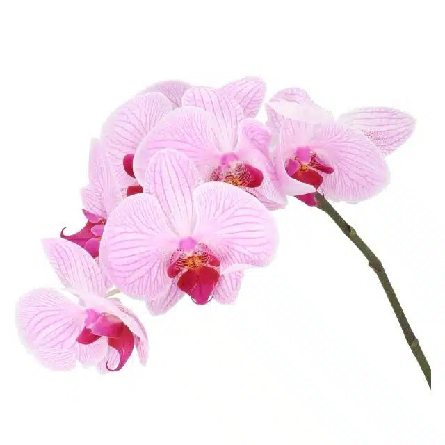 Lavender Phalaenopsis, 12 stems