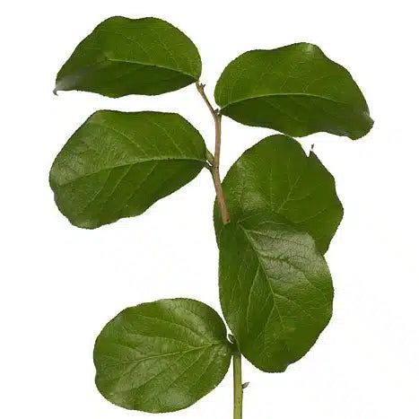 Lemon Leaf "“ Salal Tips