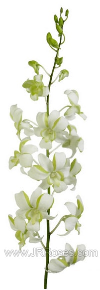 White and Green Dendrobium Orchid