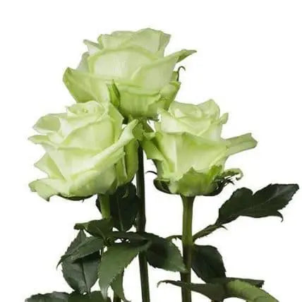 Light Green Roses, 100 stems