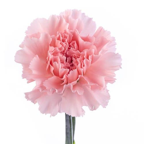 Light Pink Carnations
