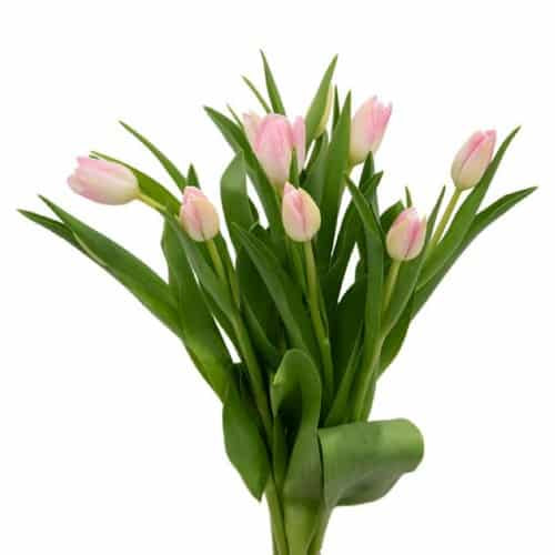 Light Pink Tulips 150 Blooms