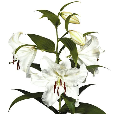White Oriental Lily