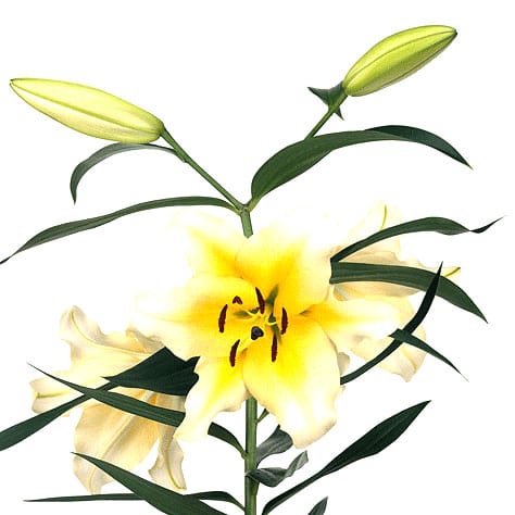 Yellow and White Oriental Lily